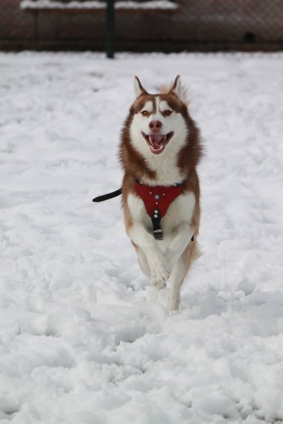 红哈士奇在雪地里奔跑的野外垂直照片图片下载