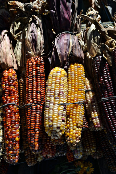 色彩斑斓的玉米图片下载