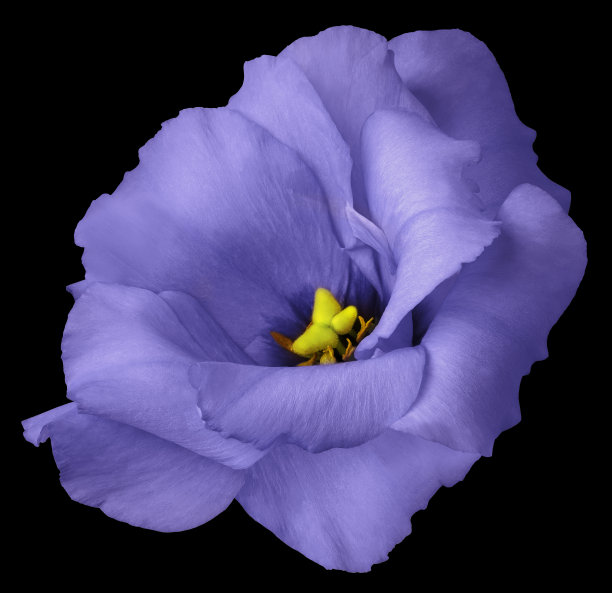 紫色玫瑰花，黑色孤立的背景与修剪路径。大自然。特写镜头没有阴影。eustoma花。图片下载