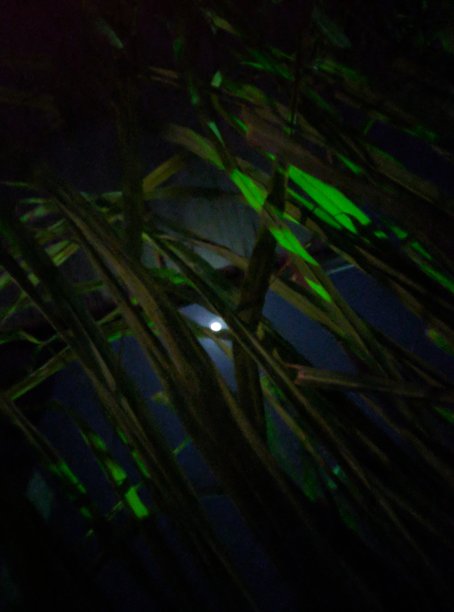 在午夜图片下载