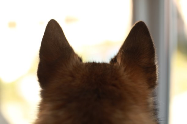 棕色大狗的耳朵图片下载