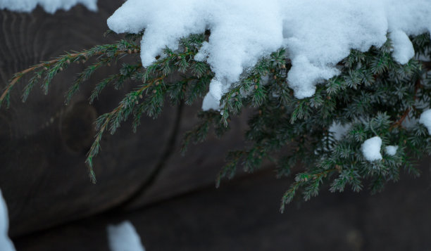 杉木以雪为背景，冬天的心情照片，下雪的乡村背景图片下载
