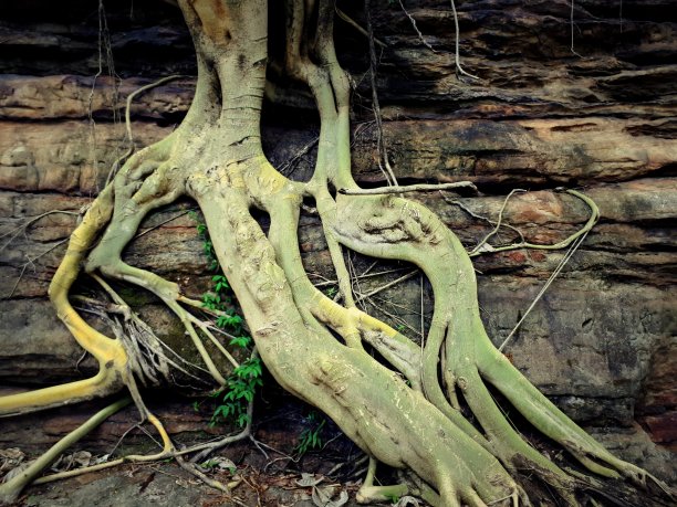 热带树的根图片下载