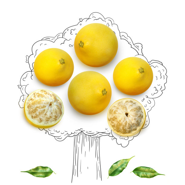 水果组成与新鲜的柚子和卡通可爱的涂鸦元素在孤立的白色背景。创意简约的食物概念。图片下载