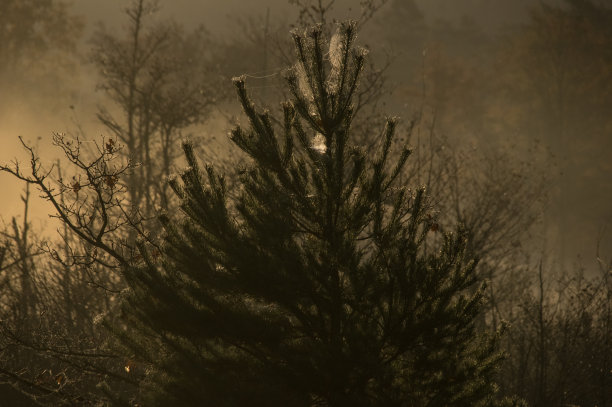 神秘的冬季湿地图片下载