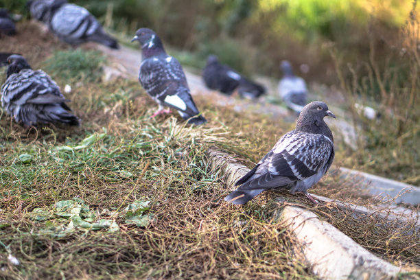 一群在城市公园里吃饲料的鸽子。野鸟在行走。库存图片图片下载