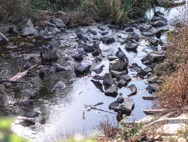 一群在城市公园里吃饲料的鸽子。野鸟在行走。库存图片图片下载