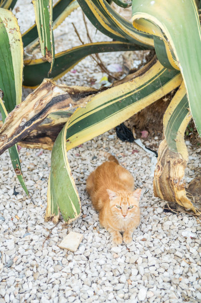 在葡萄牙阿尔加维的阿尔布费拉海滩，在猫公园的视点，一只姜猫在一株巨大的龙舌兰植物下找到了阴凉。图片下载