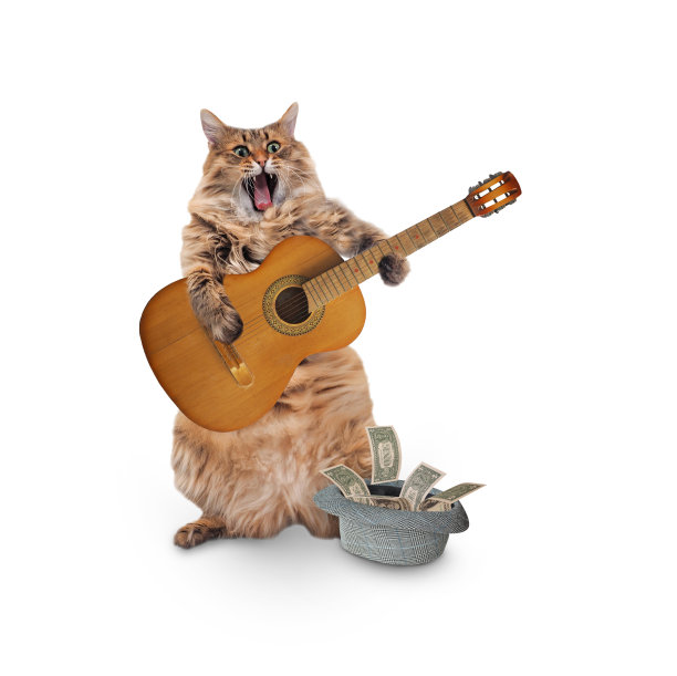 这只毛茸茸的大猫站着很滑稽。图片下载