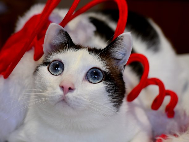 圣诞白色和棕色的猫图片下载