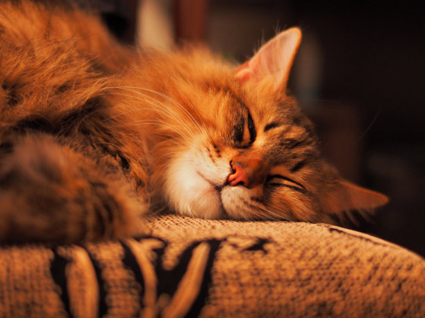 宠物的业余照片。睡觉的猫图片下载