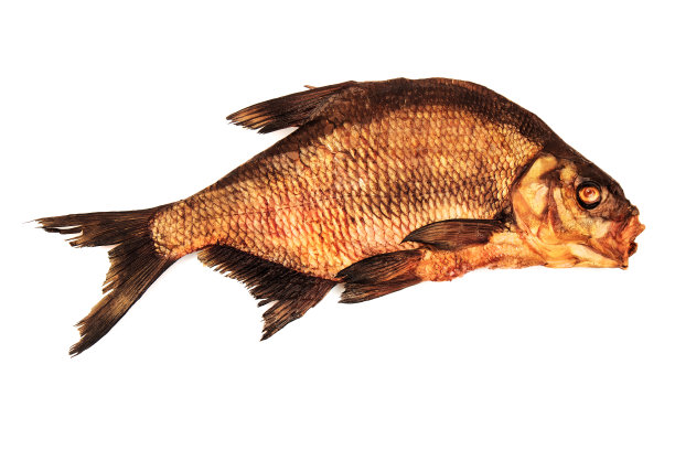 海鲷金鱼图片下载