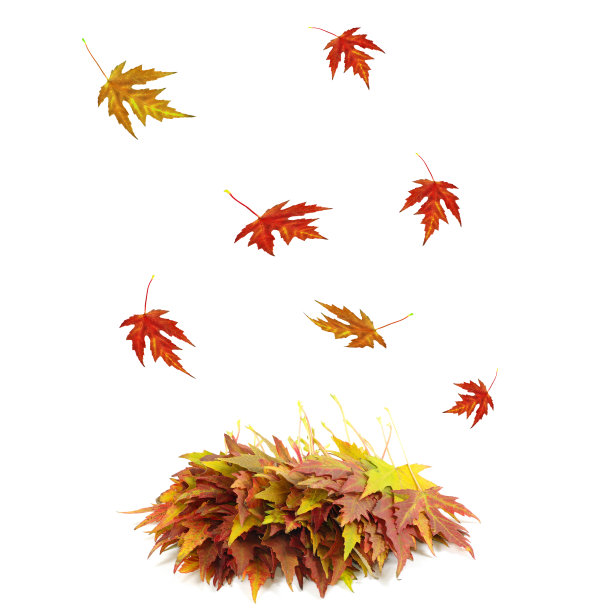 秋天的枫叶上白了图片下载