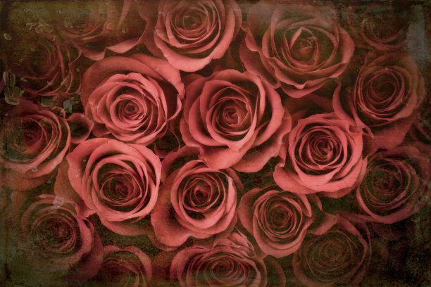 情人节红玫瑰背景图片下载