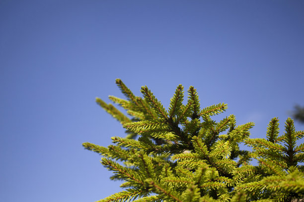 近距离观看一棵松树的树枝与清晰的蓝天背景。这是一个晴朗的一天。图片拍摄于土耳其东北部黑海地区的特拉布宗/里兹地区。图片下载
