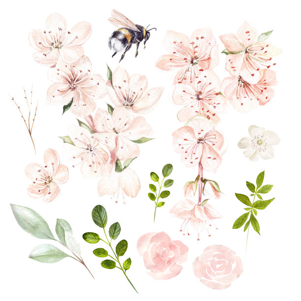 美丽的水彩画与春天的花朵和叶子。素材图片