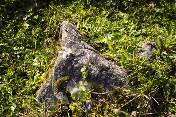 观赏山上的岩石和植物。图片拍摄于土耳其东北部黑海地区的特拉布宗/里兹地区。图片下载