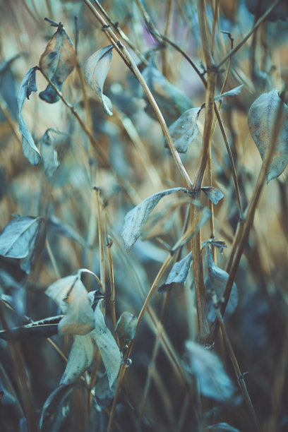 干绿叶背景素材图片