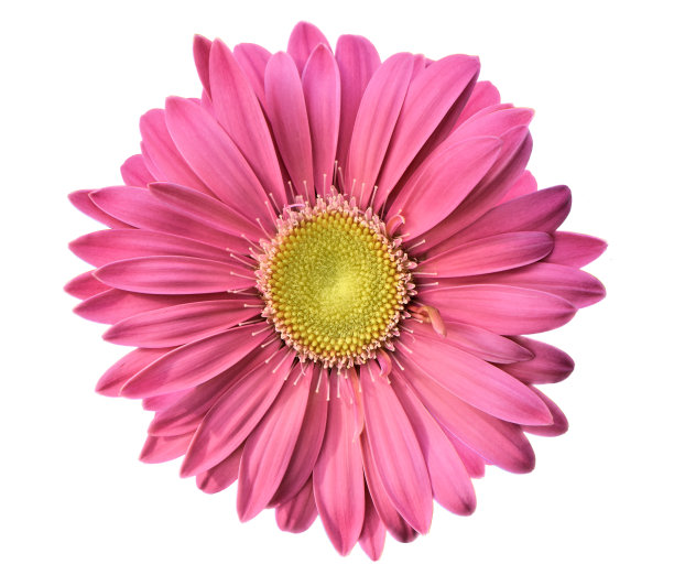 单瓣粉红色菊花剪出白色背景图片下载