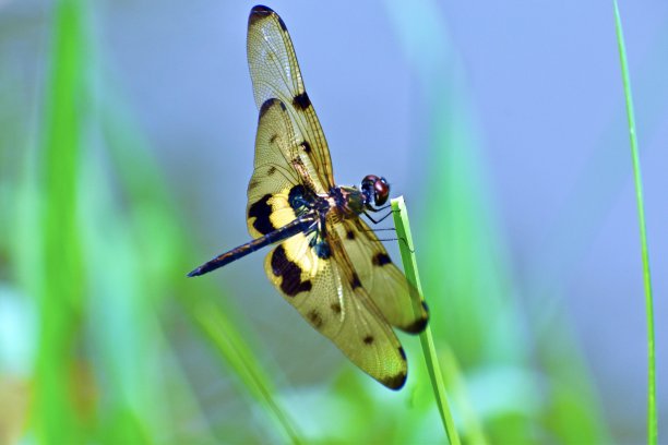 蜻蜓有着金色和棕黑色的翅膀，捧着一片草叶图片下载