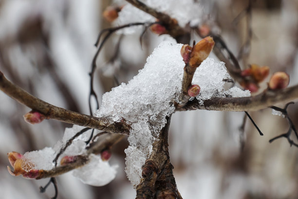 树枝上挂满了干橙叶，上面覆盖着雪图片下载