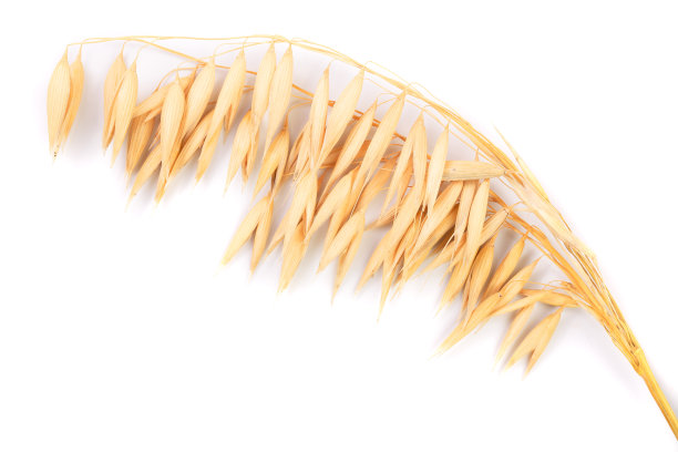 燕麦穗或耳朵孤立的白色背景特写图片下载