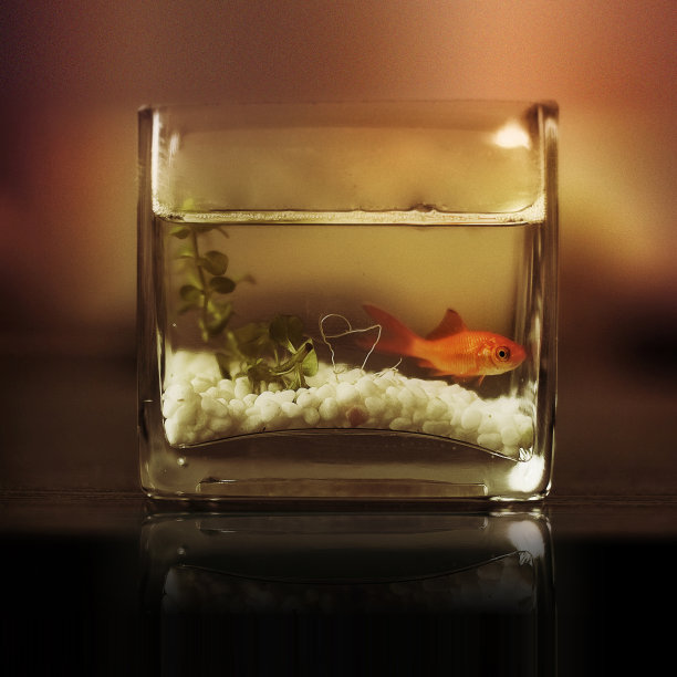 金鱼在一杯水里图片下载