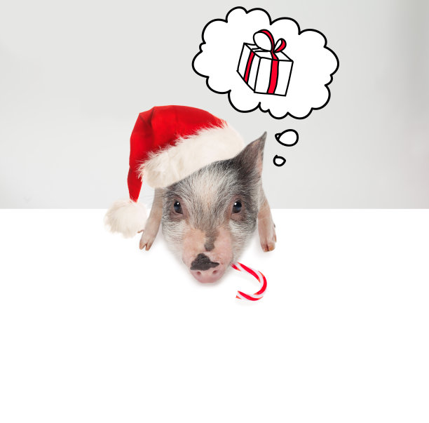 可爱的猪在圣诞老人的帽子举着白色横幅板的背景。圣诞节和新年的概念图片下载