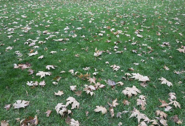 草地上的秋叶图片下载