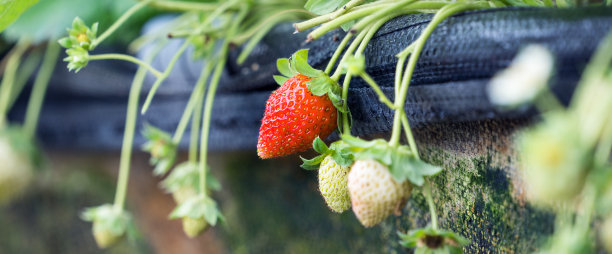 美丽而新鲜的草莓在花园里，有机耕作的概念，近距离，宏观。图片下载