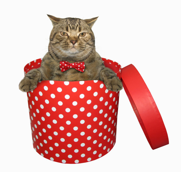 红色礼品盒里的猫图片下载