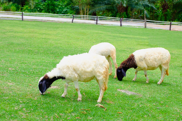 绿草地上的一群羊图片下载
