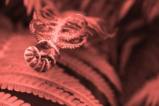 活珊瑚色蕨叶。图片下载