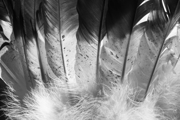 微缩照片的美国印第安人羽毛在黑色和白色。图片下载