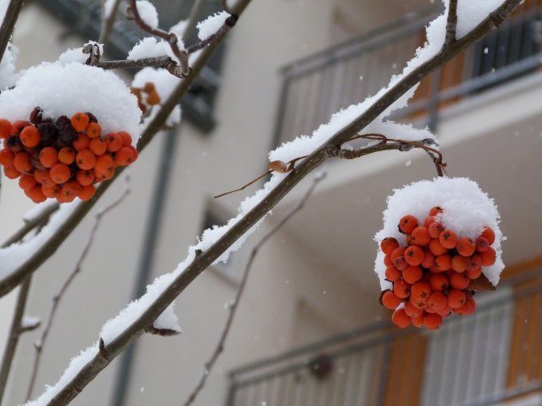 雪覆盖下的树枝上有橘色的野果，后面是住宅建筑的细节图片下载