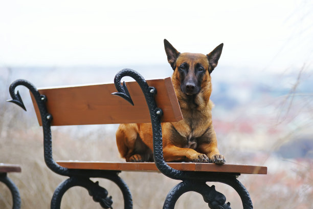 在布拉格的一座小山上，一只严肃的比利时牧羊犬Malinois躺在户外的木凳上图片下载