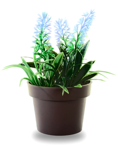 绿色室内植物与丁香花在一个棕色的花盆，一般的看法图片下载