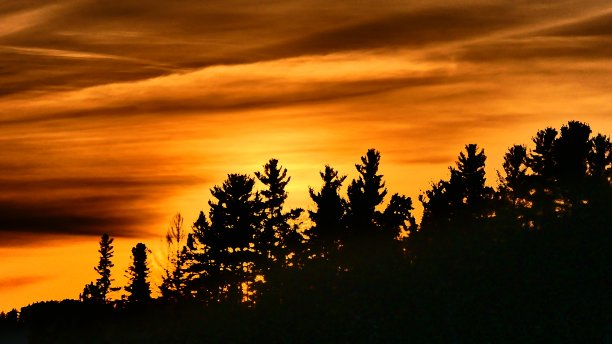 色彩缤纷的日落在冷杉林中图片下载