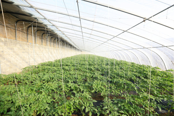 中国番茄大棚图片下载