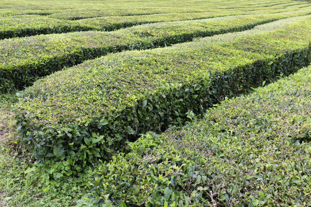 新采摘的欧洲茶图片下载