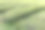 新采摘的欧洲茶图片下载