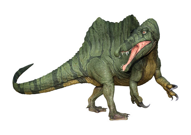 3D插图绿色恐龙棘龙在白色图片下载