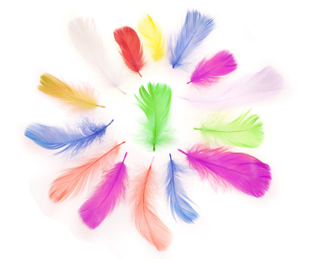 圆形框架的五彩鸟羽毛与空白的空白图片下载