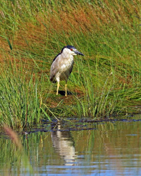 黑冠夜鹭图片下载