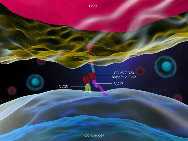 表达双特异性CAR - T细胞通过CD19和CD20抗原与癌细胞相互作用图片下载