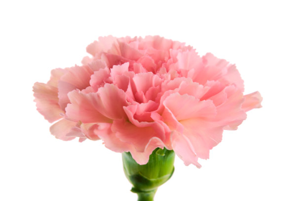 美丽的粉红色康乃馨花与茎孤立在白色的背景接近图片下载