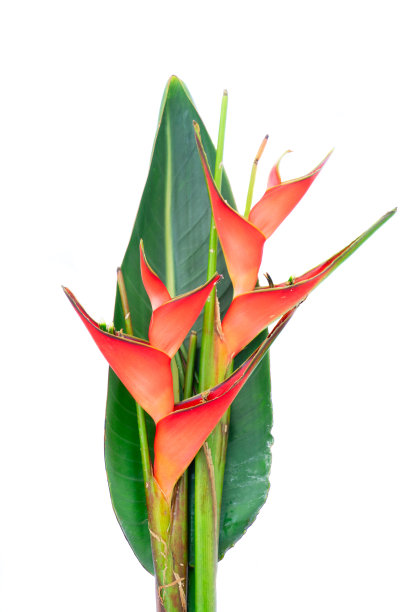 海里康属植物红花图片下载