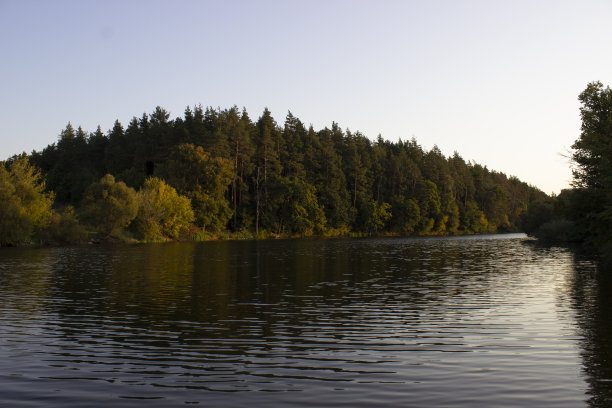 早上在森林池塘图片下载