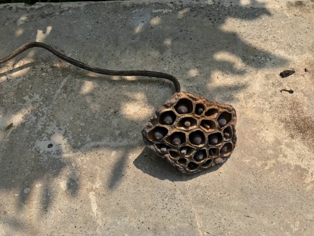 水泥地面上的干荷花图片下载