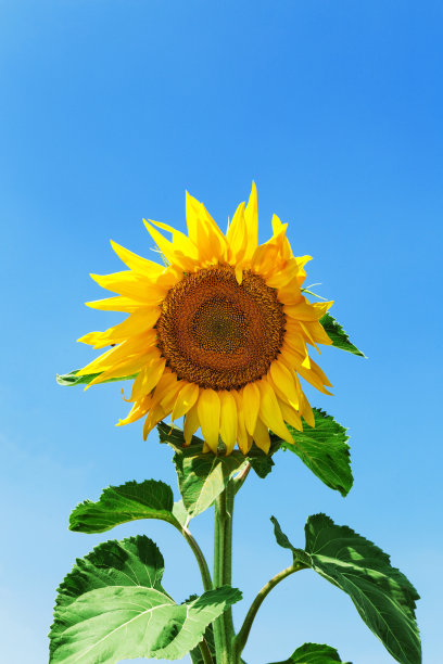 自然背景，向日葵孤立在蓝天上图片下载